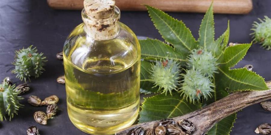 "بحوث الصحراء" ينفذ برنامجًا بحثيًا لإعادة زراعة الخروع في قطاع سيناء