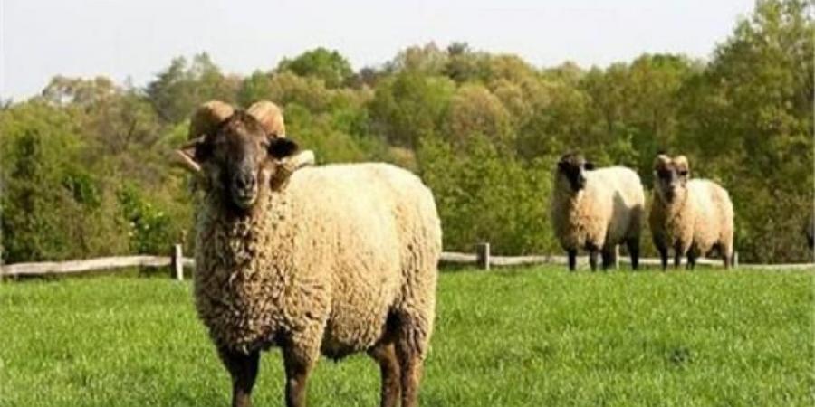 صكوك الأضحية بالتقسيط.. الإفتاء: جائزة شرعًا ولا تنقص الأجر