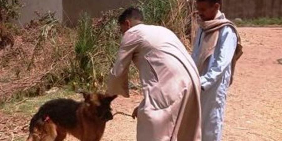 "الزراعة": تحصين 24 ألف كلب ضمن الحملة القومية لمكافحة السعار حتى أبريل 2026