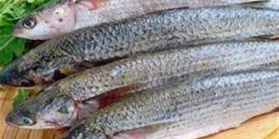 أسعار الفسيخ والرنجة والأسماك المملحة بالغربية اليوم