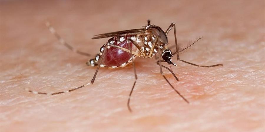 علماء يكشفون أسرار فيروسات كامنة داخل بعوض الزاعجة المصرية