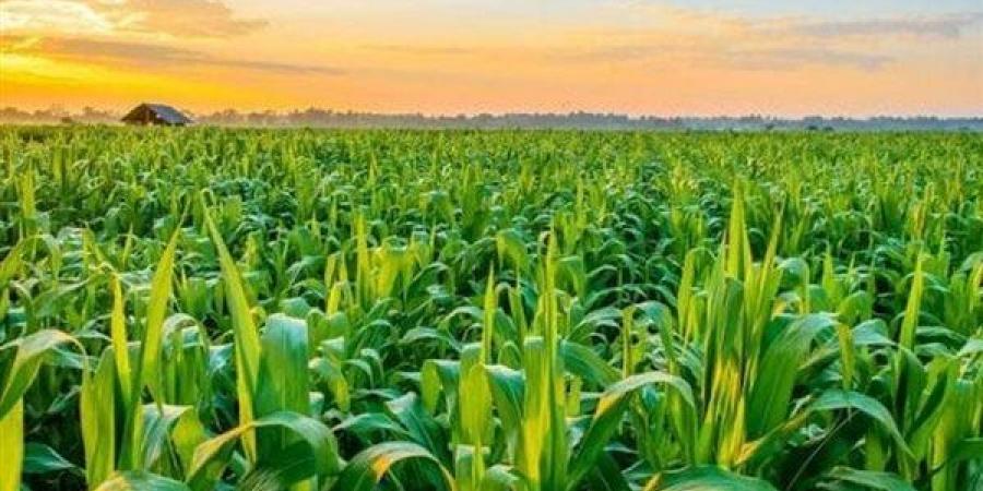 مياه ملوثة ومحاصيل المسمومة!