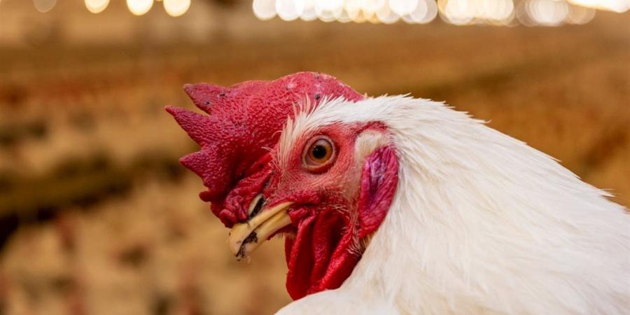 سعر كيلو الفراخ البيضاء اليوم 26 أبريل 2026 من بورصة الدواجن