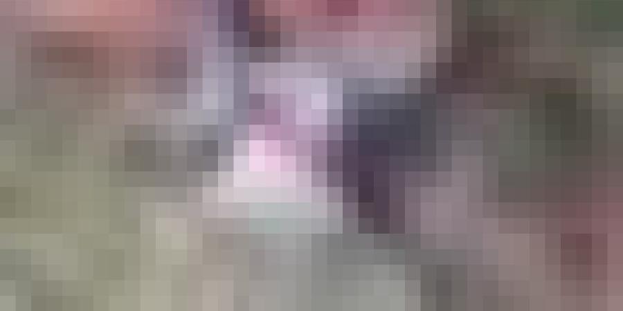 إحباط تهريب نحو 50 ألف قرص “بريغابالين” مخبأة داخل رزم علف بالمسيلة