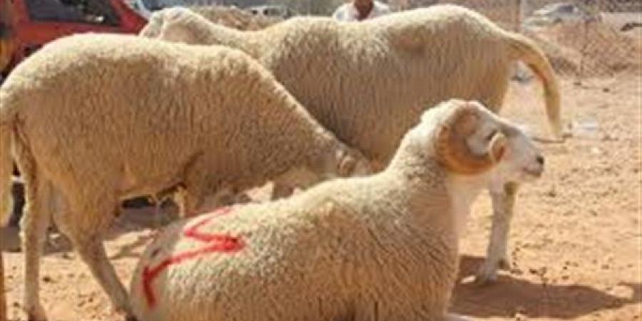 هل يجوز الجمع بين نية العقيقة ونية الأضحية فى وقت واحد ؟