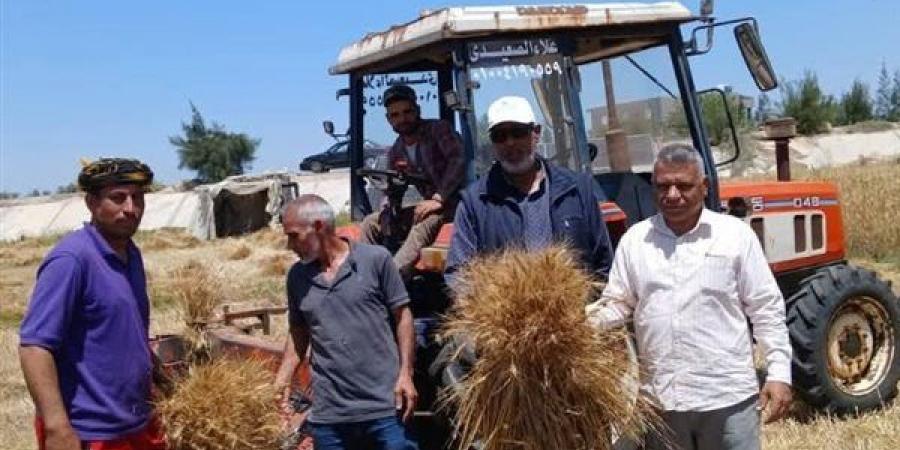 زراعه القنطرة شرق بالاسماعيليه تتابع أعمال حصاد الذهب الأصفر بأرض الفيروز