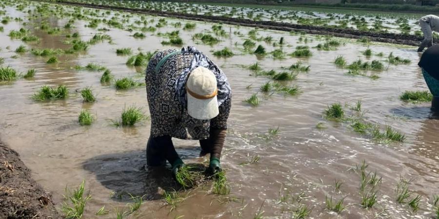 سيدات الغيط يتصدرن المشهد.. ملحمة كفاح في حقول كفرالشيخ مع بدء زراعة الأرز