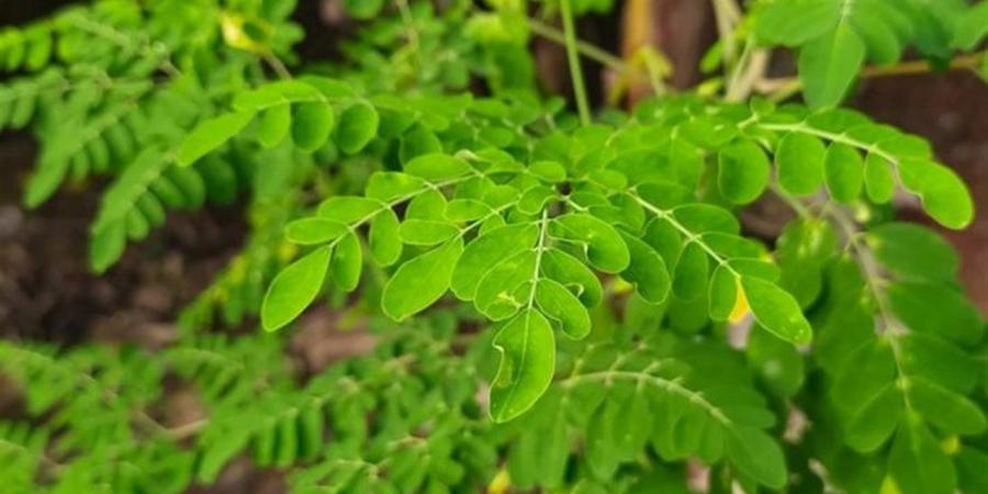 "شجرة الحياة" تنقذ الماء من التلوث البلاستيكي