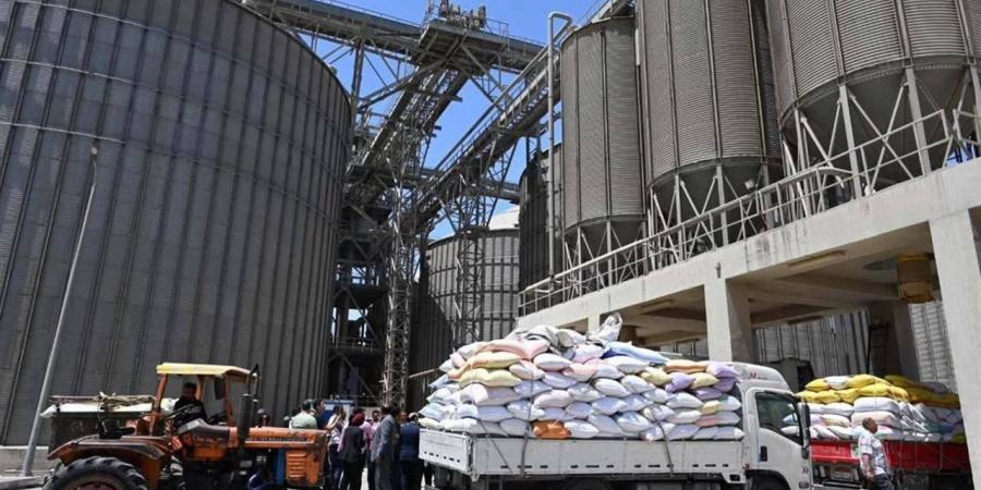 وكيل تموين الغربية: إجمالي ما تم توريده من القمح 8593 طنًا