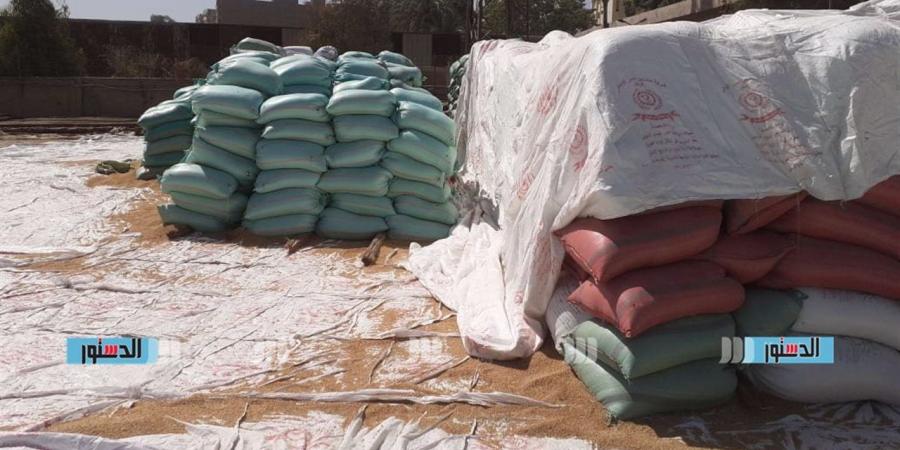 وكيل "زراعة الجيزة" يتابع توريد القمح بإمبابة