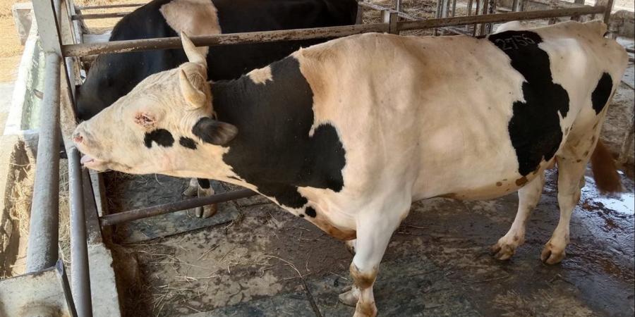 ترقيم وتسجيل 2767 رأس ماشية خلال حملة التحصين في الجيزة