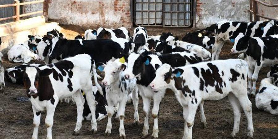 تحصين 92 ألف رأس ماشية في قنا