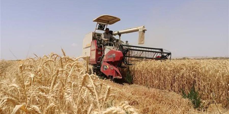 "الريف المصري الجديد" تحقق طفرة في زراعة القمح بالأراضي الصحراوية