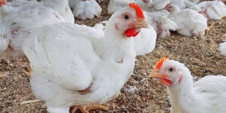 86 جنيها للفراخ البيضاء.. آخر تحديث لبورصة الدواجن البيضاء والبلدي اليوم