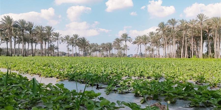 انتهاء أزمة انقطاع مياه الري بأبوصوير وعودة المياه للأراضي الزراعية