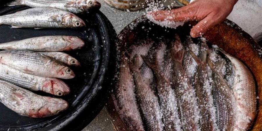 أسعار الفسيخ والرنجة بأسواق الغربية اليوم الأربعاء 29 أبريل 2026