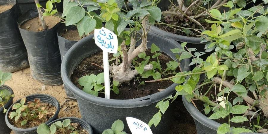 زراعة البلوبري في المنزل.. تجربة جديدة من قلب معرض الزهور (فيديو)