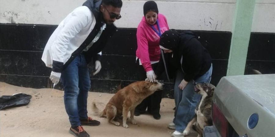 إليزابيث شاكر تطالب بوضع استراتيجية وطنية لمواجهة الكلاب الضالة