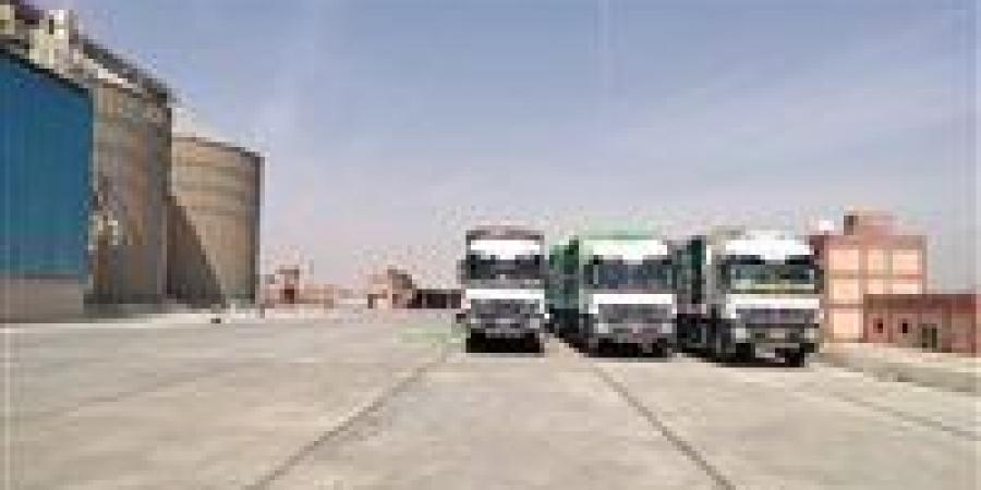 توريد أكثر من 80 ألف طن قمح إلى صوامع وشون القمح في المنيا