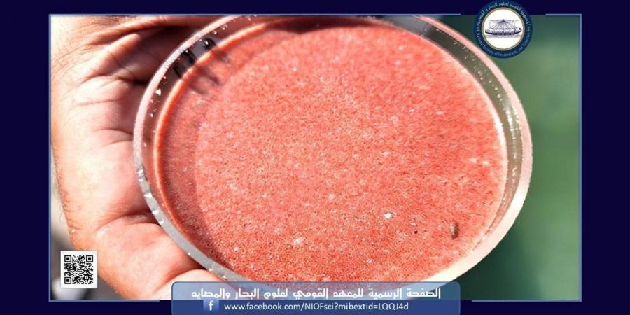 رصد ظاهرة الإطلاق الجماعي للأمشاج بالشعاب المرجانية بالبحر الأحمر