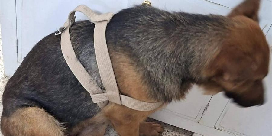"خمول وإرهاق".. مستشفى جامعة قنا ينجح في تشخيص حالة نادرة لكلبة جيرمان شيبرد