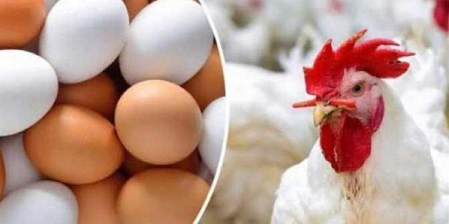 أسعار الدواجن والبيض اليوم الأربعاء