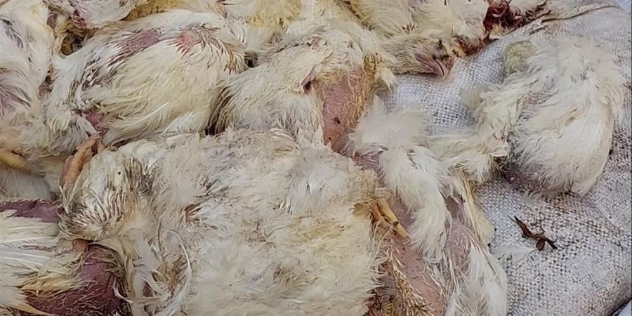 ضبط 200 دجاجة نافقة وغير صالحة للاستهلاك الآدمي قبل بيعها بالفيوم
