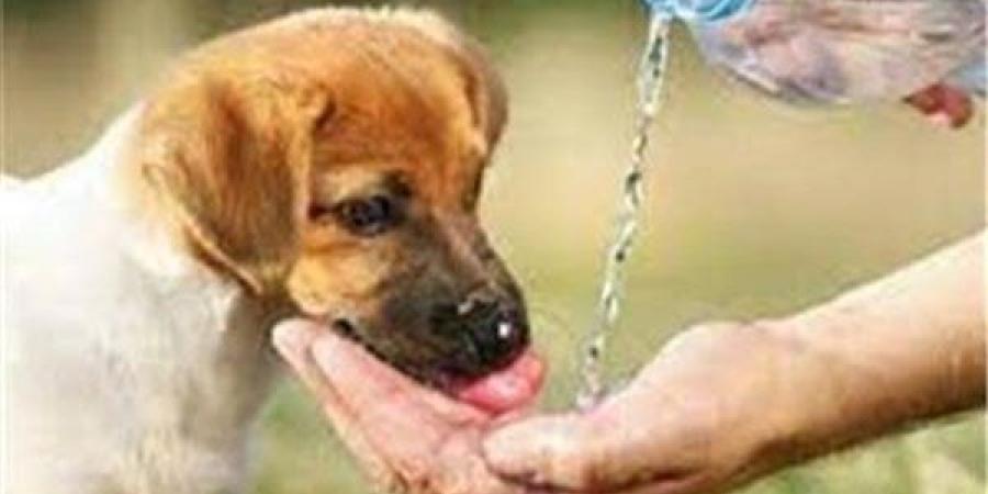 ناشطة بحقوق الحيوان: الجمعيات الأهلية تعمل تحت رقابة الدولة في قضايا الكلاب الضالة
