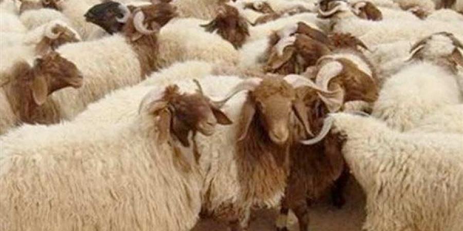 احذر هذه العيوب.. علامات مهمة يجب التأكد منها قبل شراء الأضحية (فيديو)