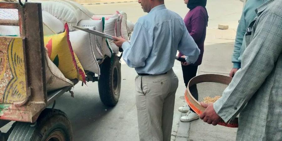 توريد 143 ألف طن قمح لمواقع التخزين والصوامع بالدقهلية