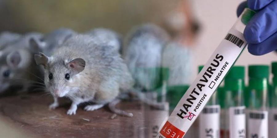 أستاذ أمراض صدرية: فيروس هانتا ليس كورونا جديدة ولا يمكن أن يتحول لجائحة عالمية