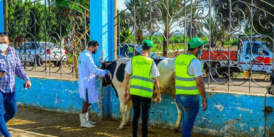 "تضامن المنيا" تعلن خطة عمل متكاملة لتوزيع الأضاحي