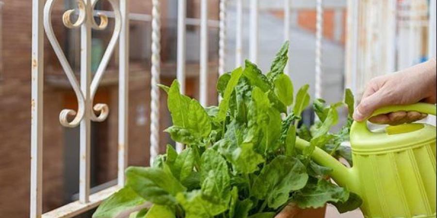 تزيين الشرفة بمساحات خضراء يدعم الصحة وجودة الحياة