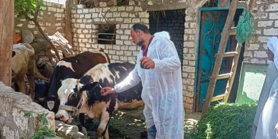 تحصين 37 ألف رأس ماشية ضد الحمى القلاعية و الوادي المتصدع بالمنيا
