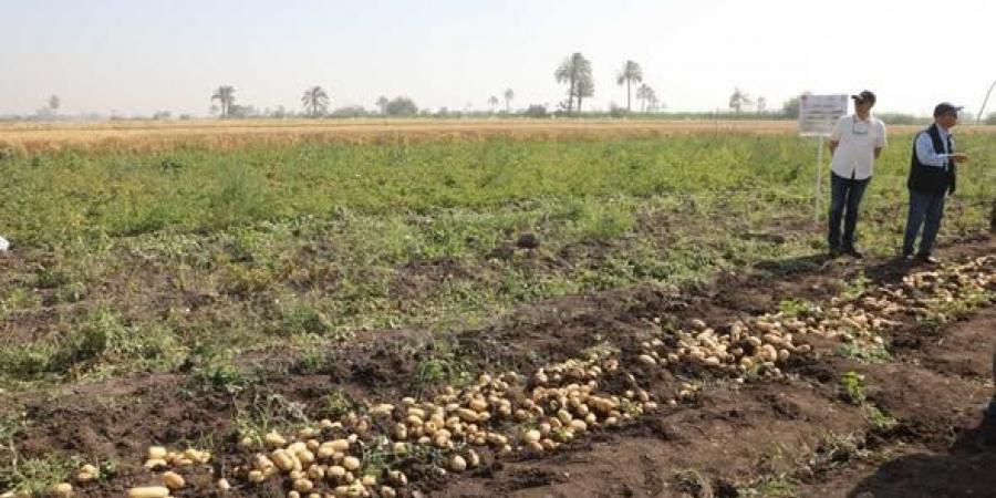 سكرتير عام المنيا يتابع انطلاق موسم حصاد البطاطس بمطاى