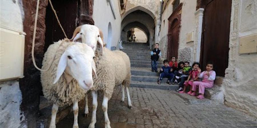 موعد عيد الأضحى 2026 في تونس.. وقفة عرفات والإجازة الرسمية للعيد