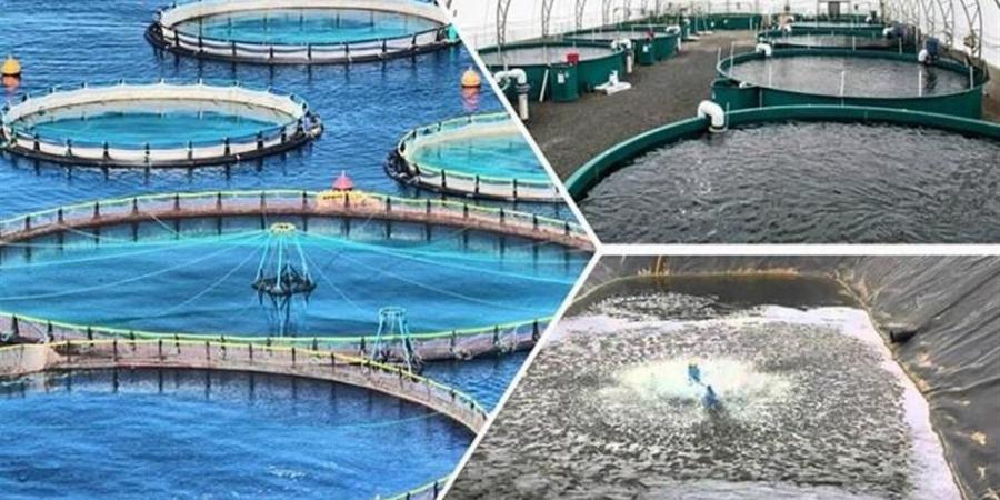 تدشين فرق عمل تجوب المحافظات لدعم حلول الطاقة النظيفة في الاستزراع السمكي
