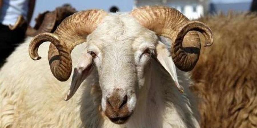 ما العيوب التي تمنع صحة الأضحية.. أمين الفتوى يجيب