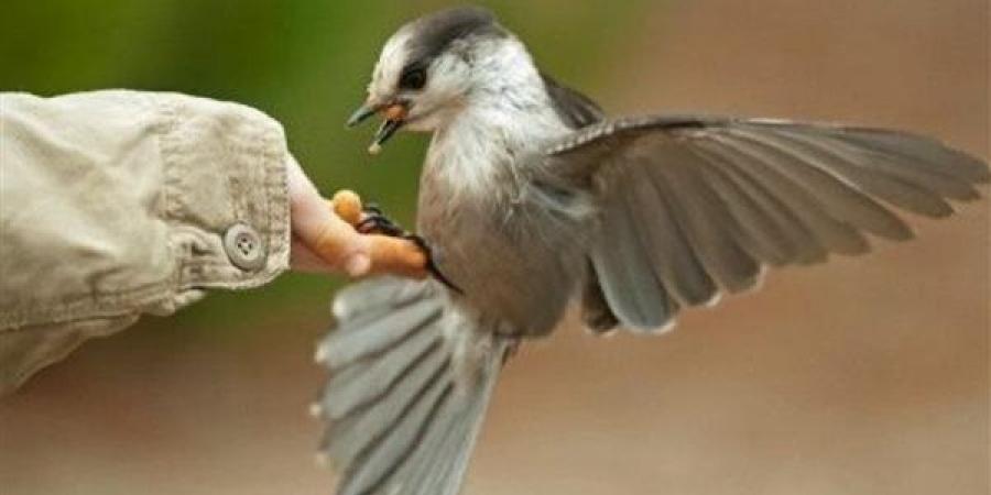 الرحمة في الإسلام