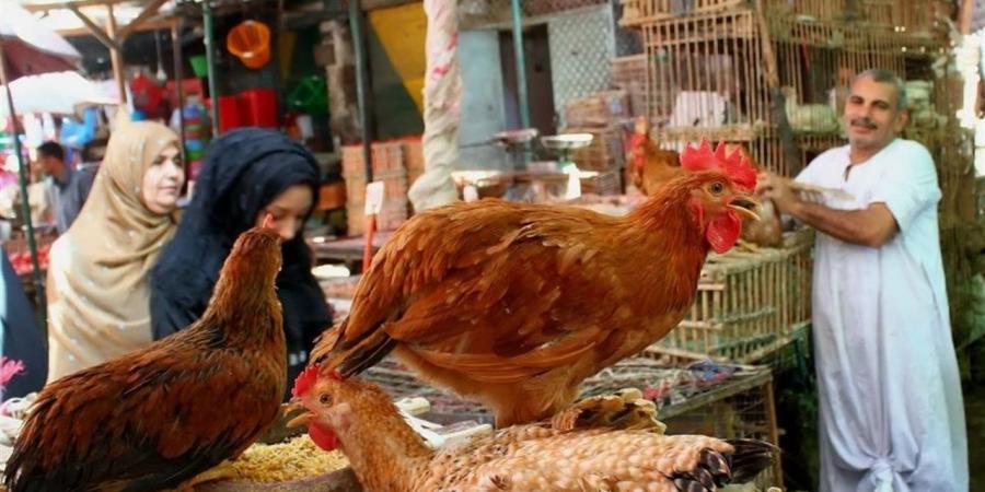 أسعار الدواجن والبط في أسواق الدقهلية اليوم الخميس 14 مايو 2026
