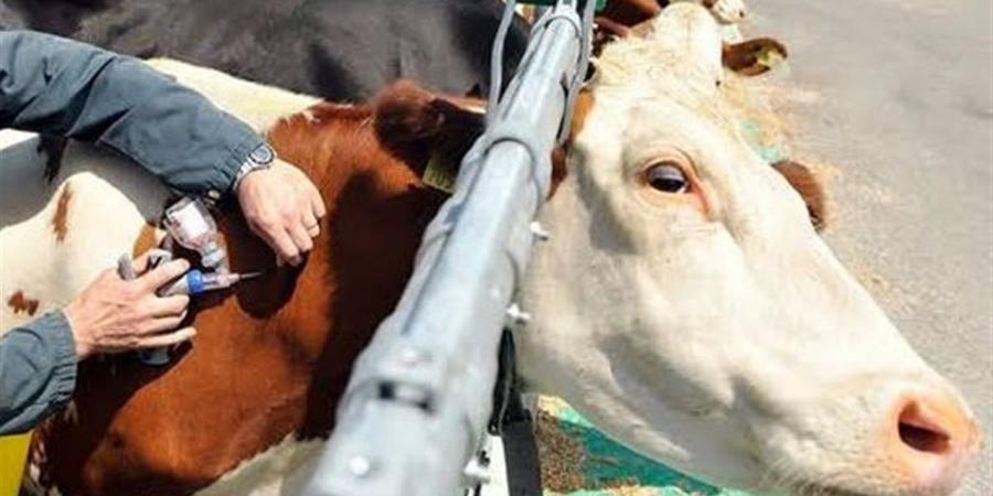 أداء العقود الآجلة.. أرتفاع أسعار الماشية الحية عالميًا وتباين أداء ماشية الإرضاع