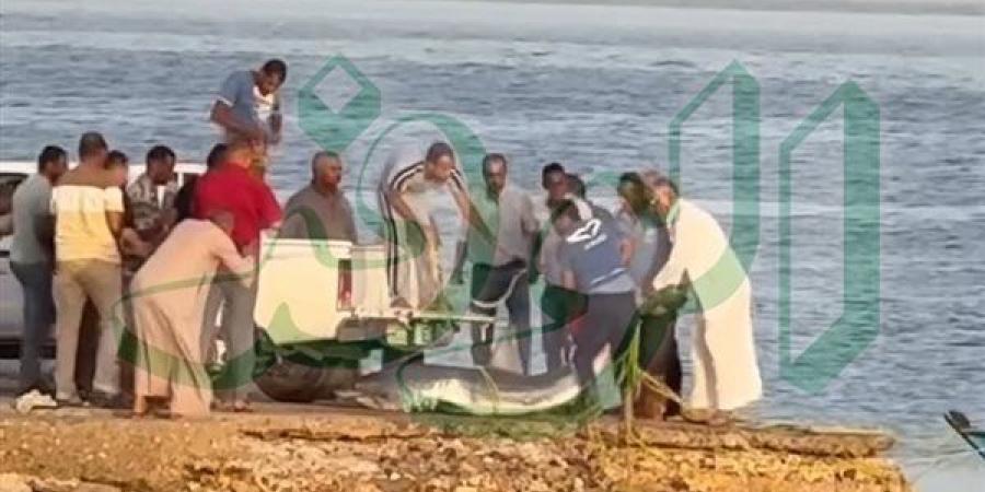 فيديو.. لحظة اصطياد «قرش القصير» بعد حالة من الجدل على شواطئ القصير
