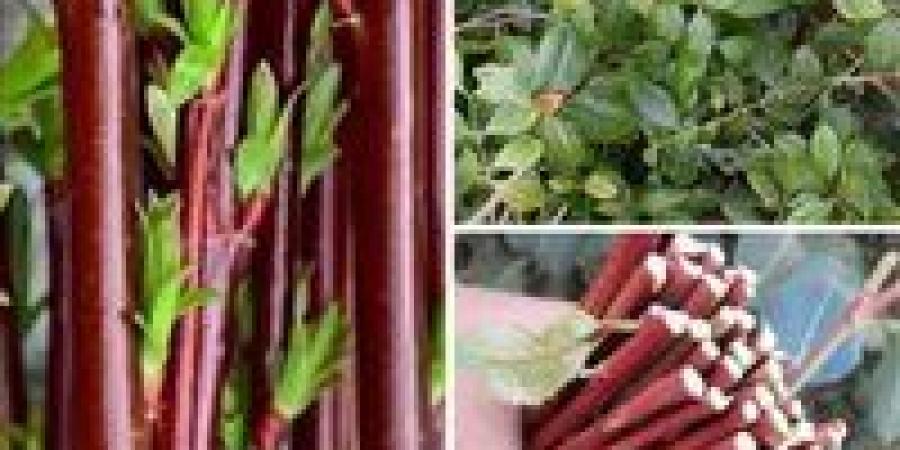 استشاري صحة نفسية: مدمن الشابو بعد التعاطي قد يصاب بالإيدز