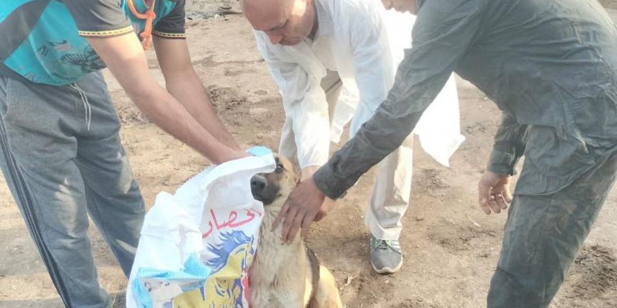 الطب البيطري بالفيوم تواصل تحصين الكلاب الحرة ضد مرض السعار