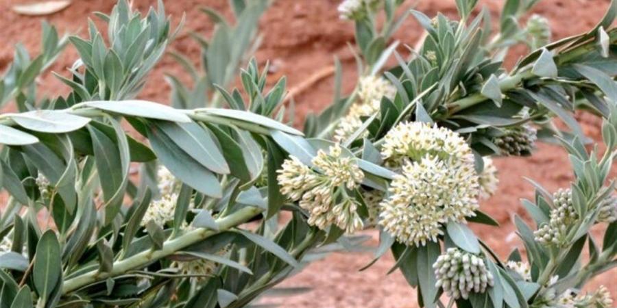 فريق بمركز بحوث الصحراء ينجح في فك الشفرة الجينية لنبات الحرجل