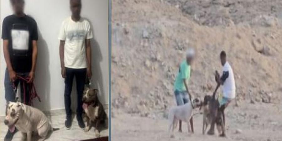 ضبط متهمين بالتعدي على كلبٍ ضال بالبحر الأحمر