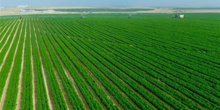 النائب هشام الحصري: "الدلتا الجديدة" حصن الأمان الغذائي لمصر