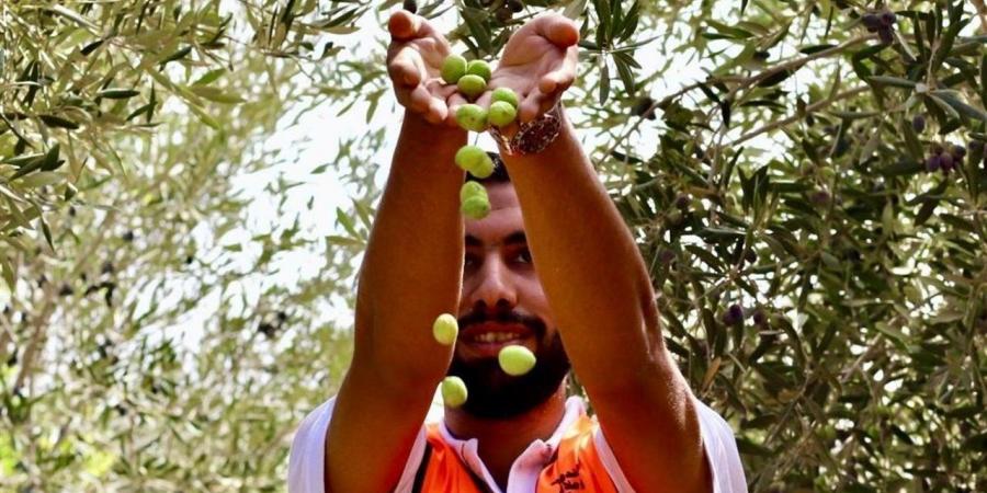 "الزراعة "تصدر نشرة بالتوصيات الفنية لمزارعي محصول الزيتون