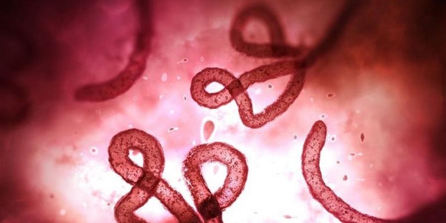 هل يتحول فيروس إيبولا لجائحة وكيف ينتقل بين البشر؟.. خبير يوضح