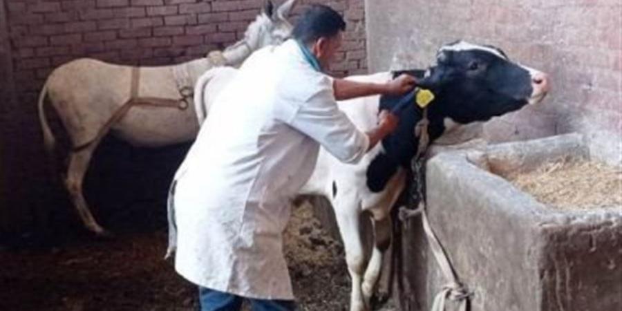 "الزراعة": 5.8 مليون جرعة لتحصين الماشية ضد الحمى القلاعية والوادي المتصدع